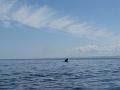 Baleines 022